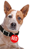 redflag-dog-mascot