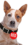 redflag-dog